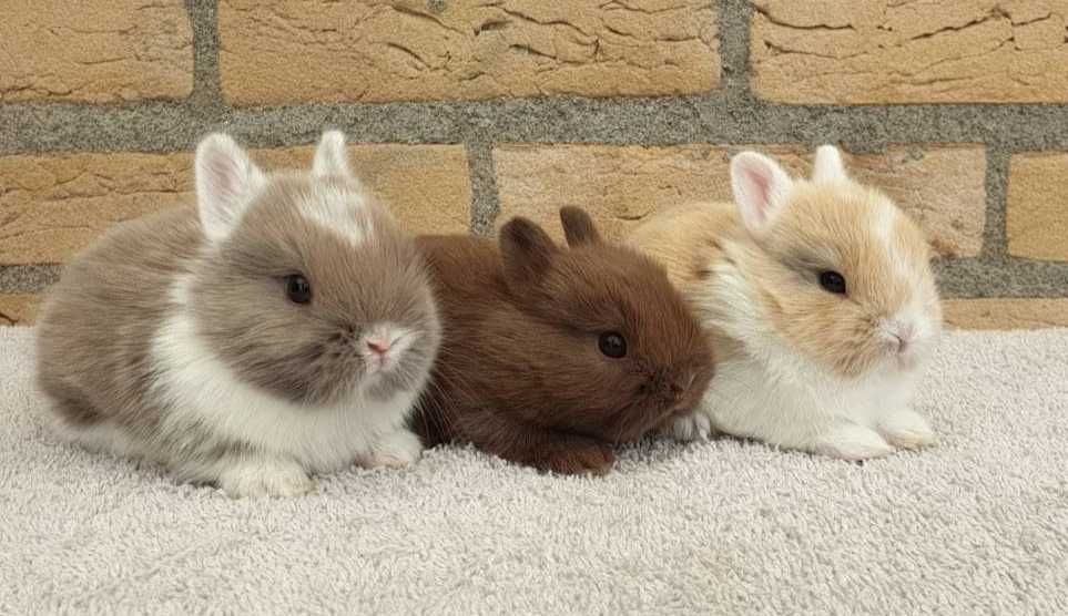 KIT Coelhos anões mini holandês, teddy e minitoy lindíssimos