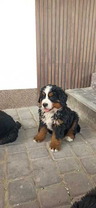 Bouvier Bernois disponível