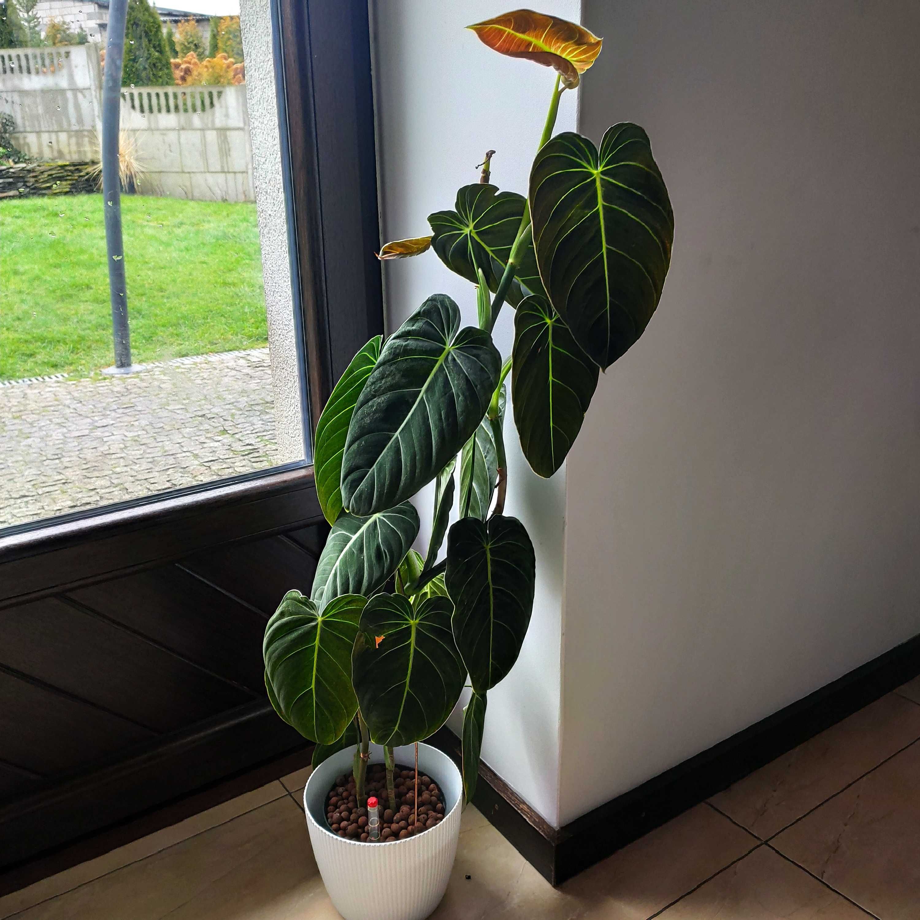 Philodendron Melanochrysum  Filodendron kolekcjonerski