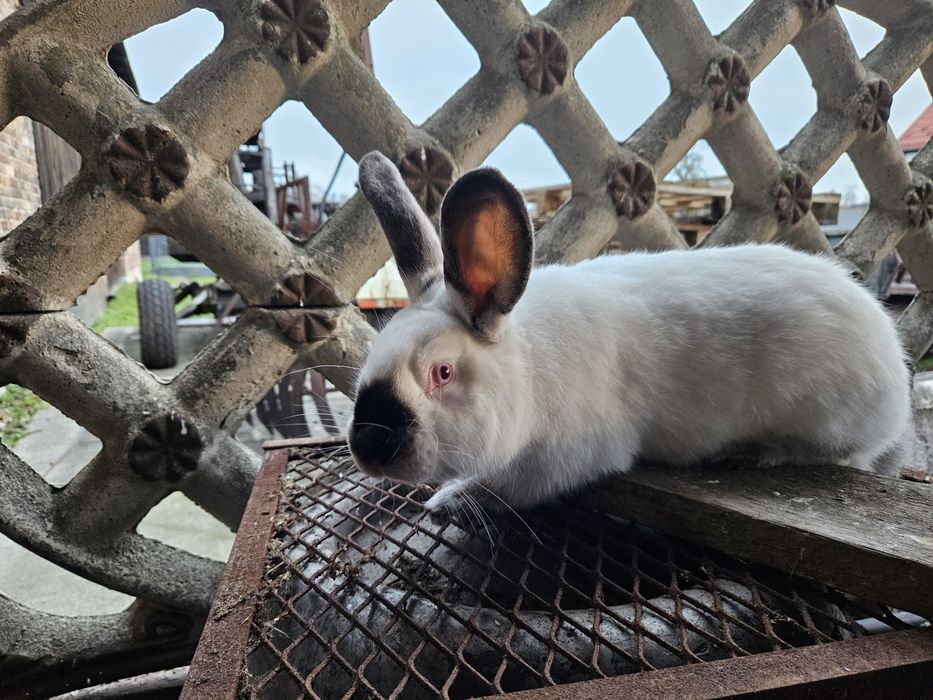 Królik kalifornijski czarny samiec