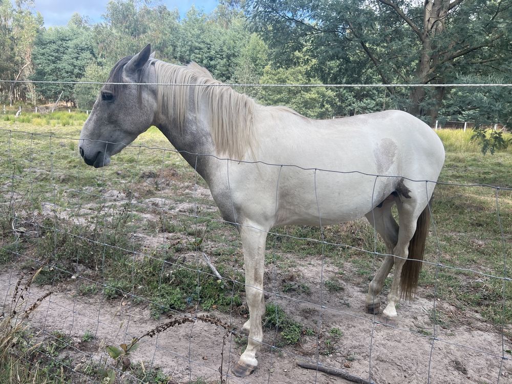 Cavalo tobiano inteiro com 3 anos