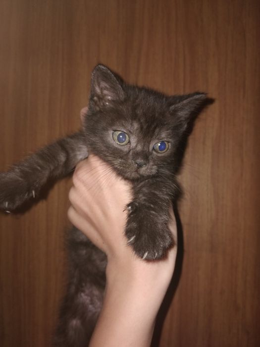 Терміново!!! Відаю кішку та кошенят