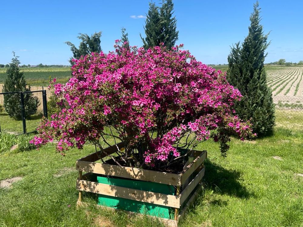 Gigant Rododendron Japonski wys. 2 m Purple Splendor