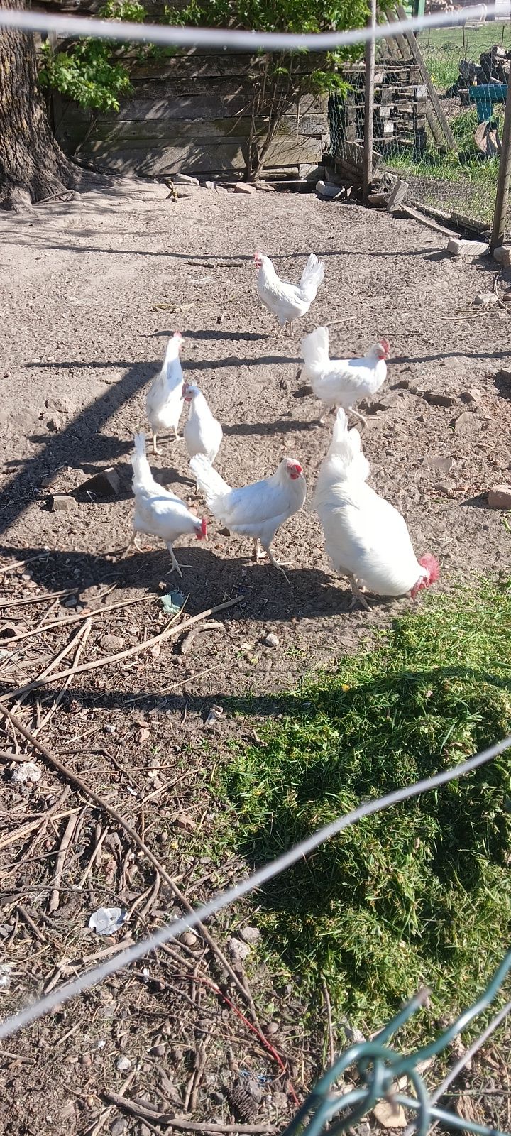 Jaja lęgowe Leghorn