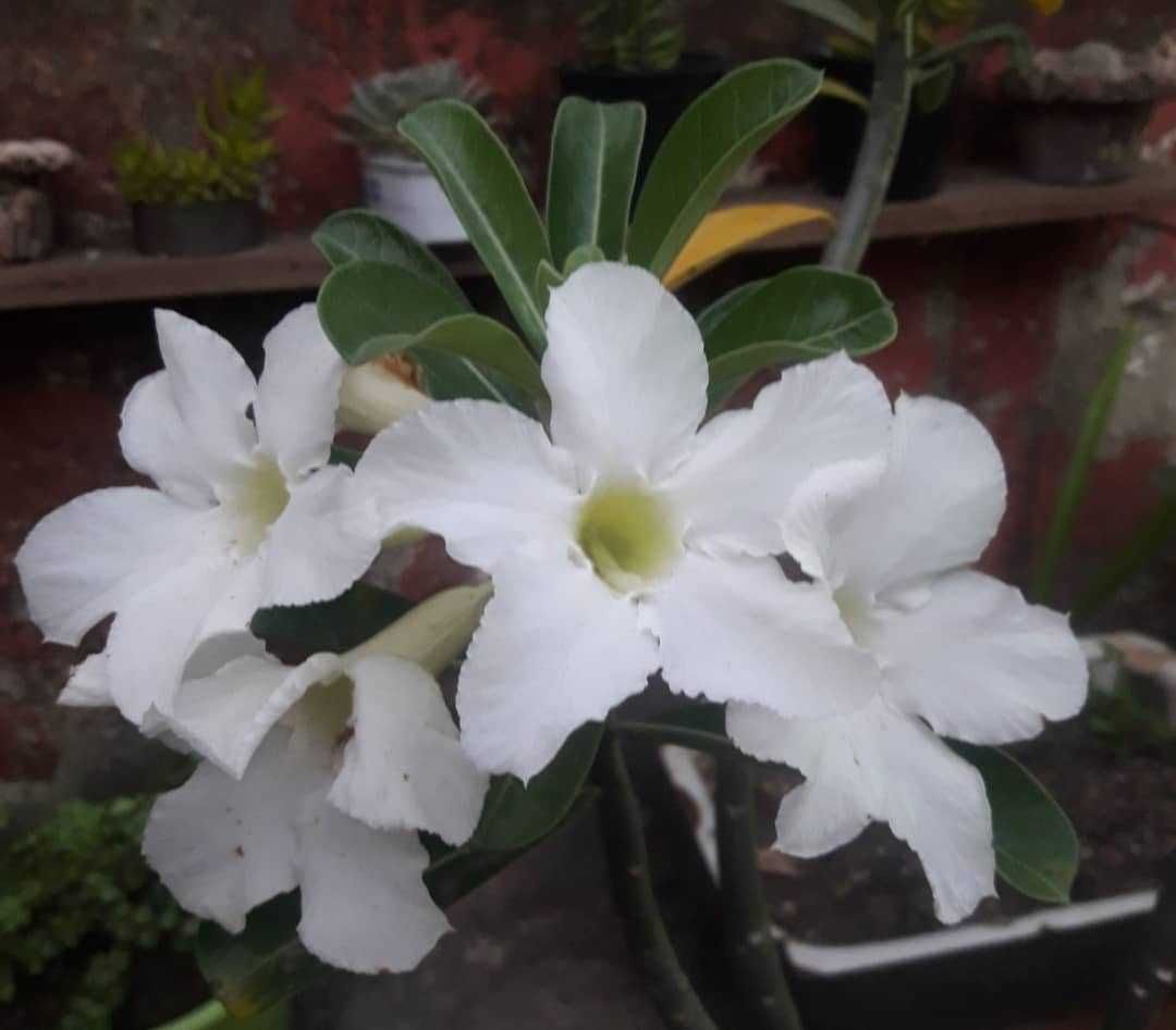 Limpezas, jardinagem, canalização e pequenas reparações
