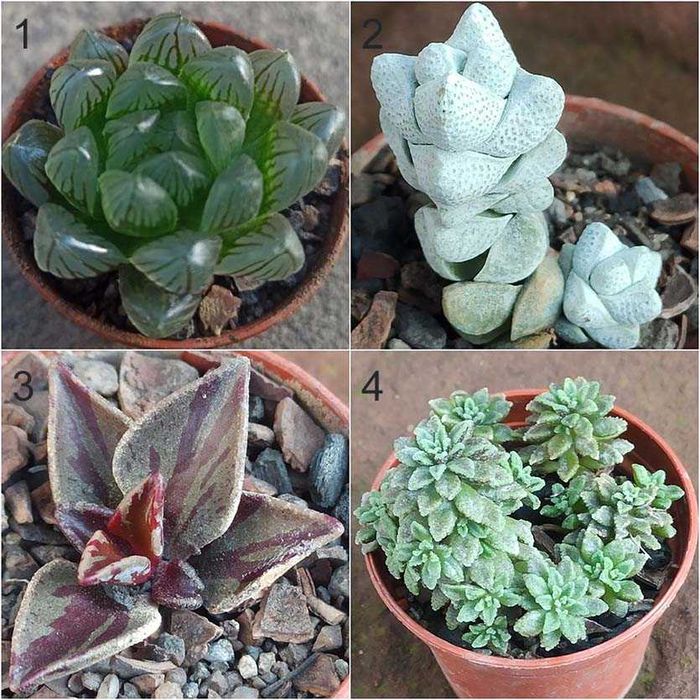 Суккуленты (сукулентні рослини)