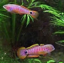 Głowaczyk barwny Aquafizz Creative