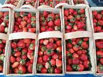Truskawka odmiana Rumba 1 kg obok Aldi