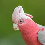 Catatua Galah Macho Adulto