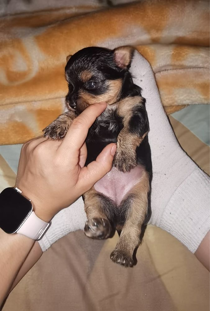 Menina York ja come ração