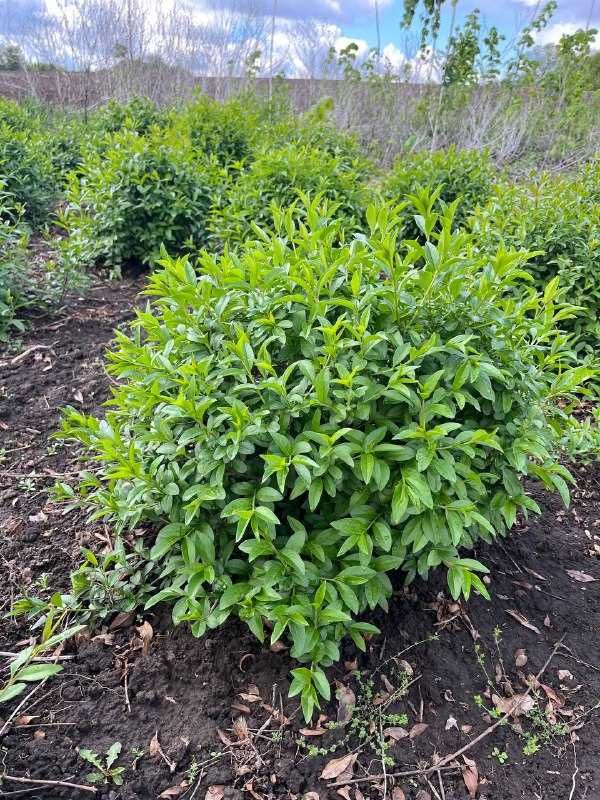 Саджанці бірючина , куля формована бірючини , бирючина , Ligustrum.