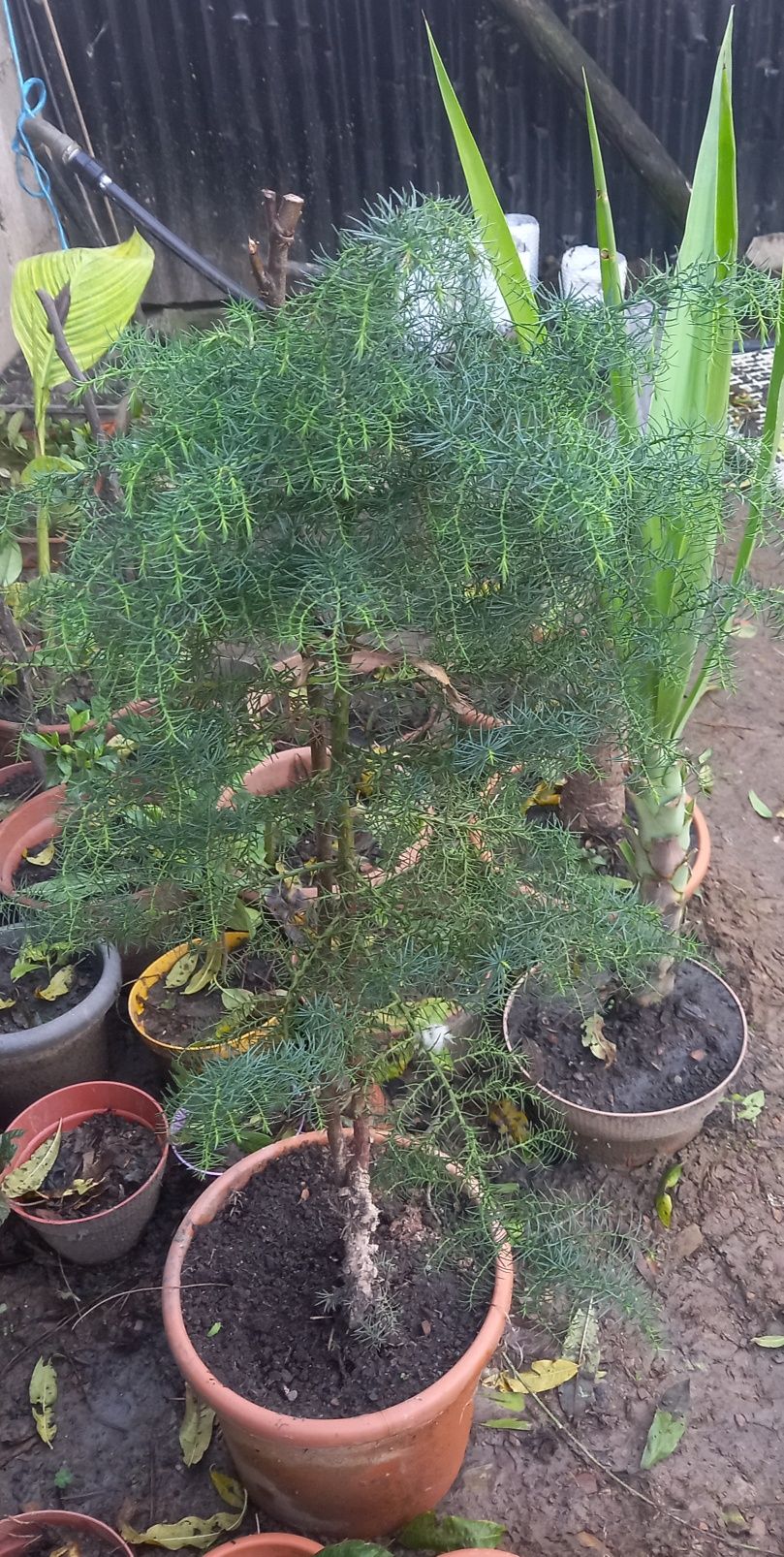 Plantas jardim Sicas , yucas e cedro japones varios tamanhos