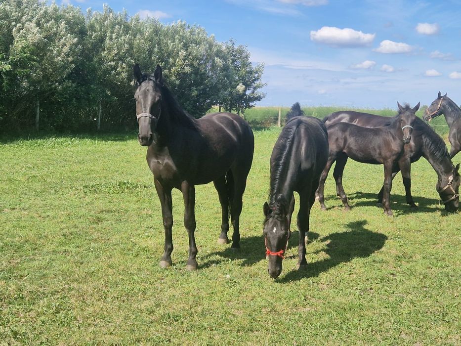 Klacz śląska, koń, slazak