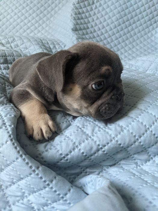 Продам хлопчика французького бульдога