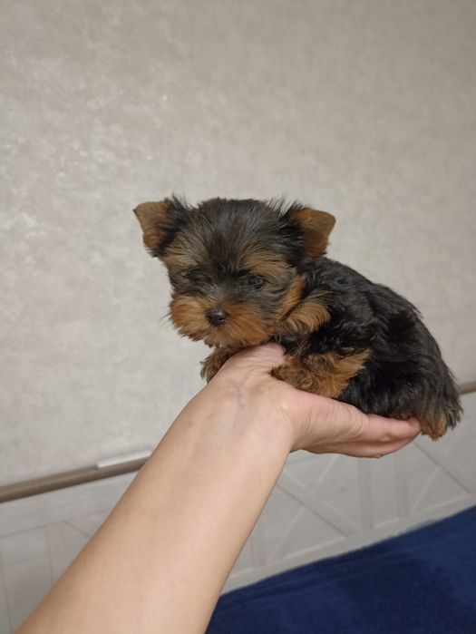 Маленька принцеса