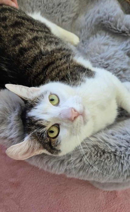 Urocza Fruzia do adopcji