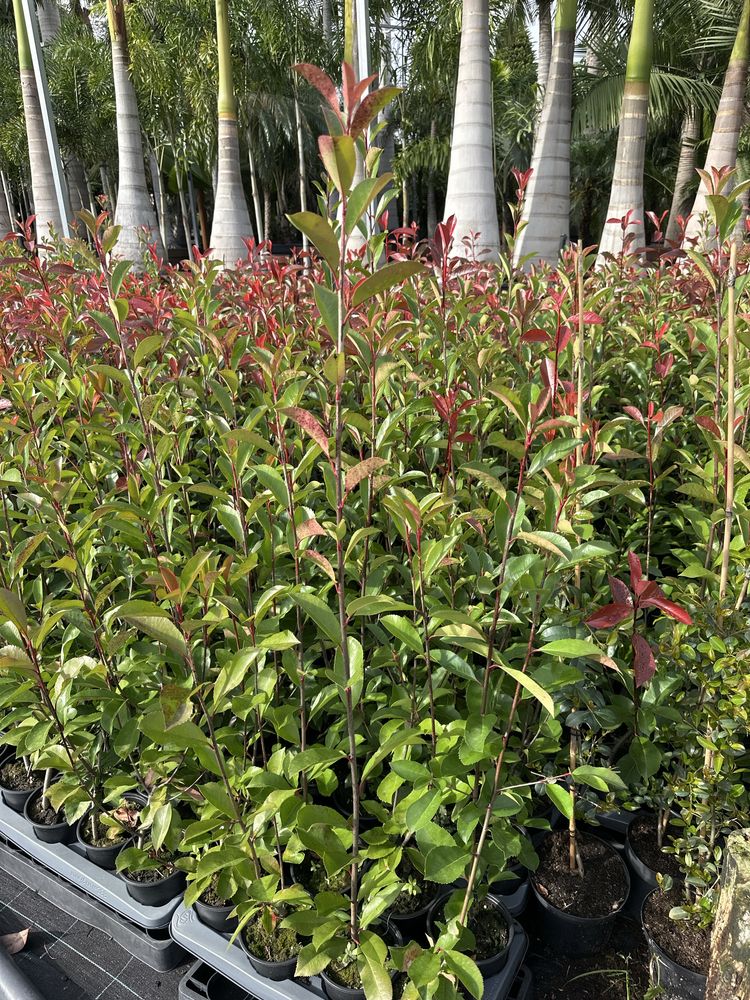 Photinia Red Robin - Carre Rouge - 50CM/100CM/150CM/200CM Alt.