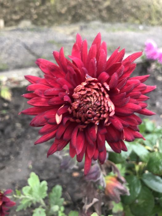 Продам корейську хризантему