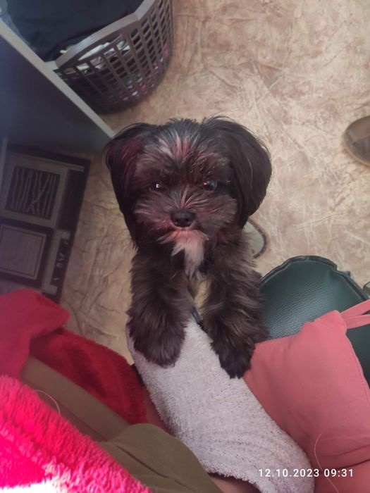 Мальчик породы цветная болонка ищет девочку для вязки