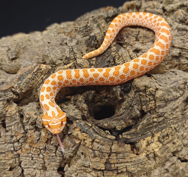 Heterodon zachodni