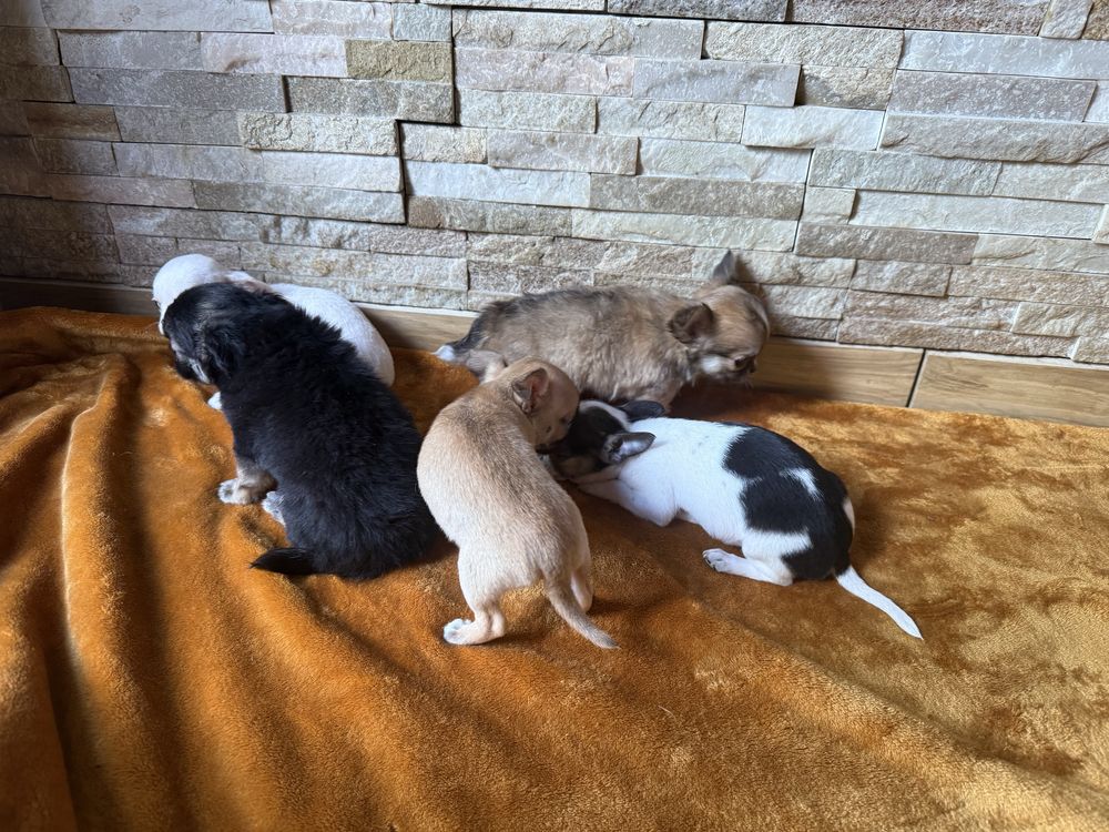 Chihuahua szczeniak z Rodowodem