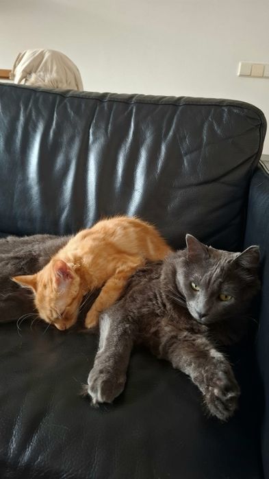 Da se gatinho por motivo de mudanca e dono da casa não MMB deixa ter