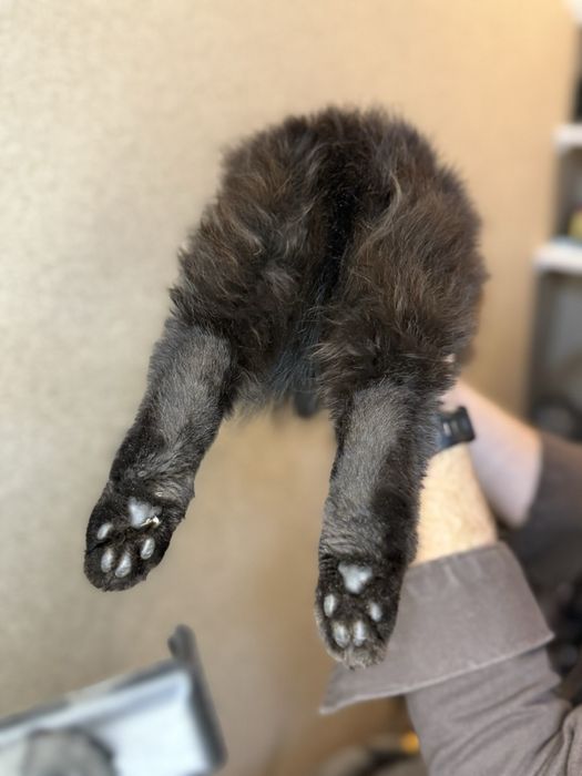 В добрые руки , отдам даром