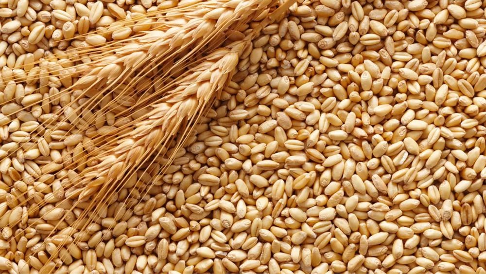 Продам ячмень ,пшеница ,кукуруза
