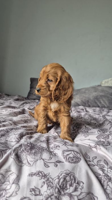 Cockapoo! Piekne maluszki! Badania genetyczne