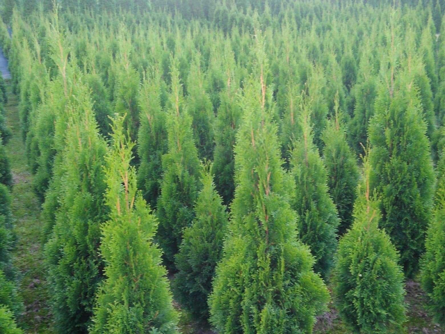 Tuja Thuja Tuje Thuje Szmaragd 100-130 cm, do wyboru, gęste, POLECAM