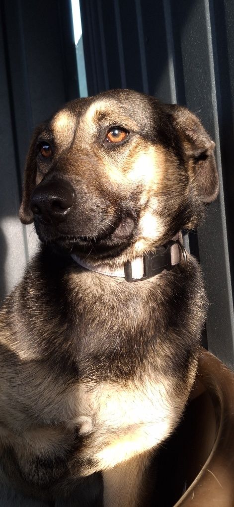 Malinka poleca się do adopcji