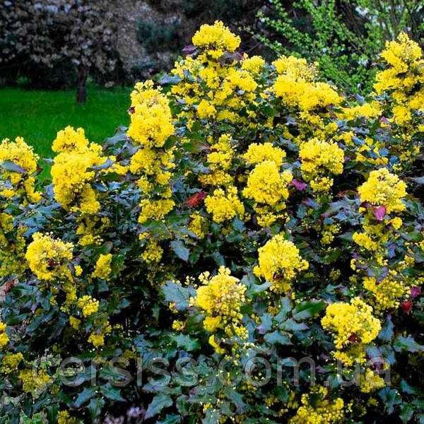 Вечнозеленая магония падуболистная