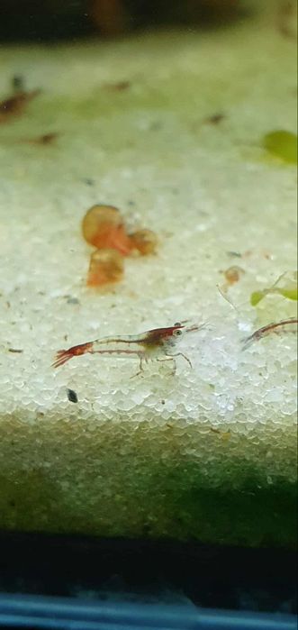 Neocaridinas Red Rili