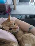 Taki oto piękny kocurek do pilnej adopcji