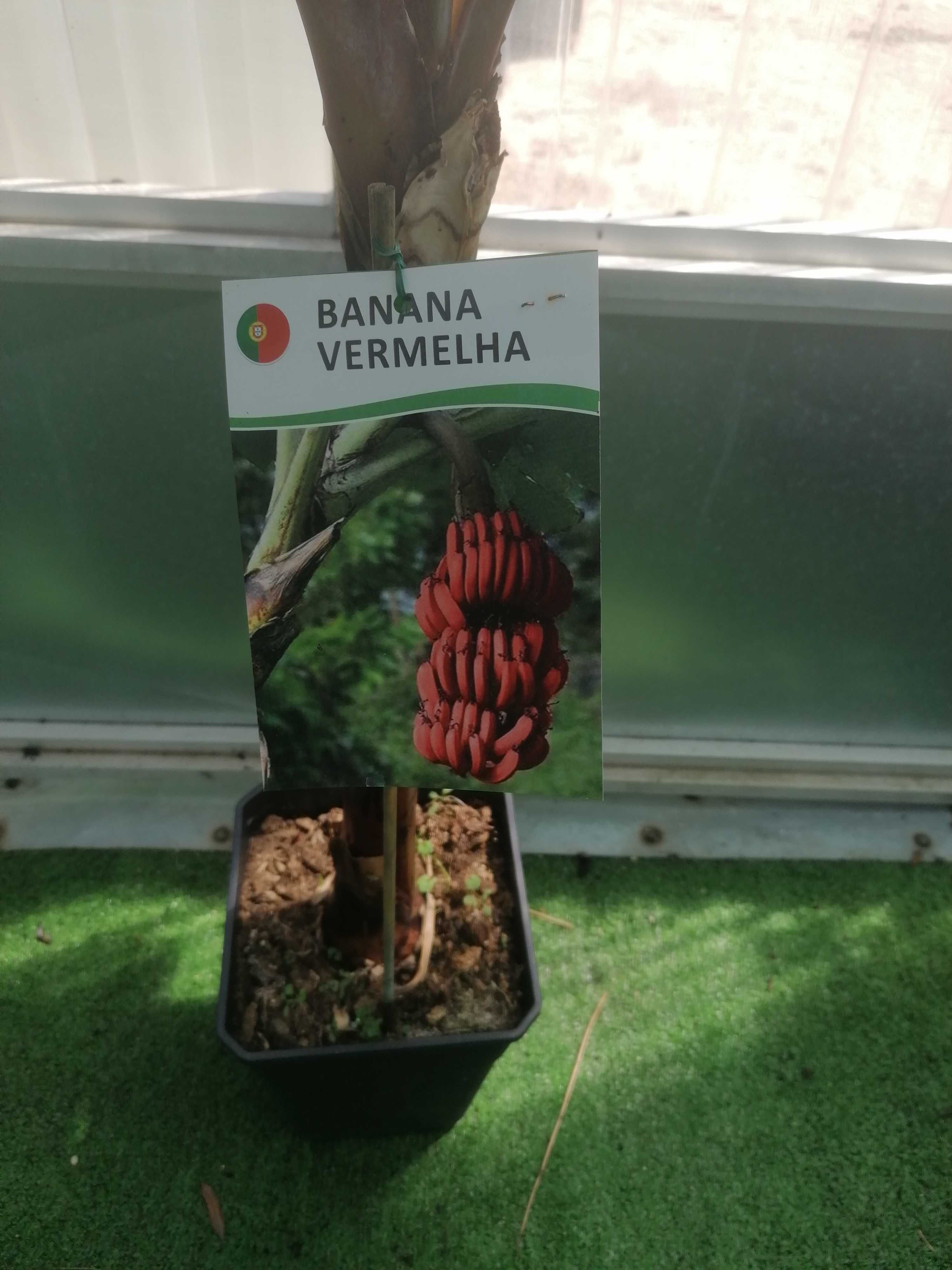 Banana vermerlha