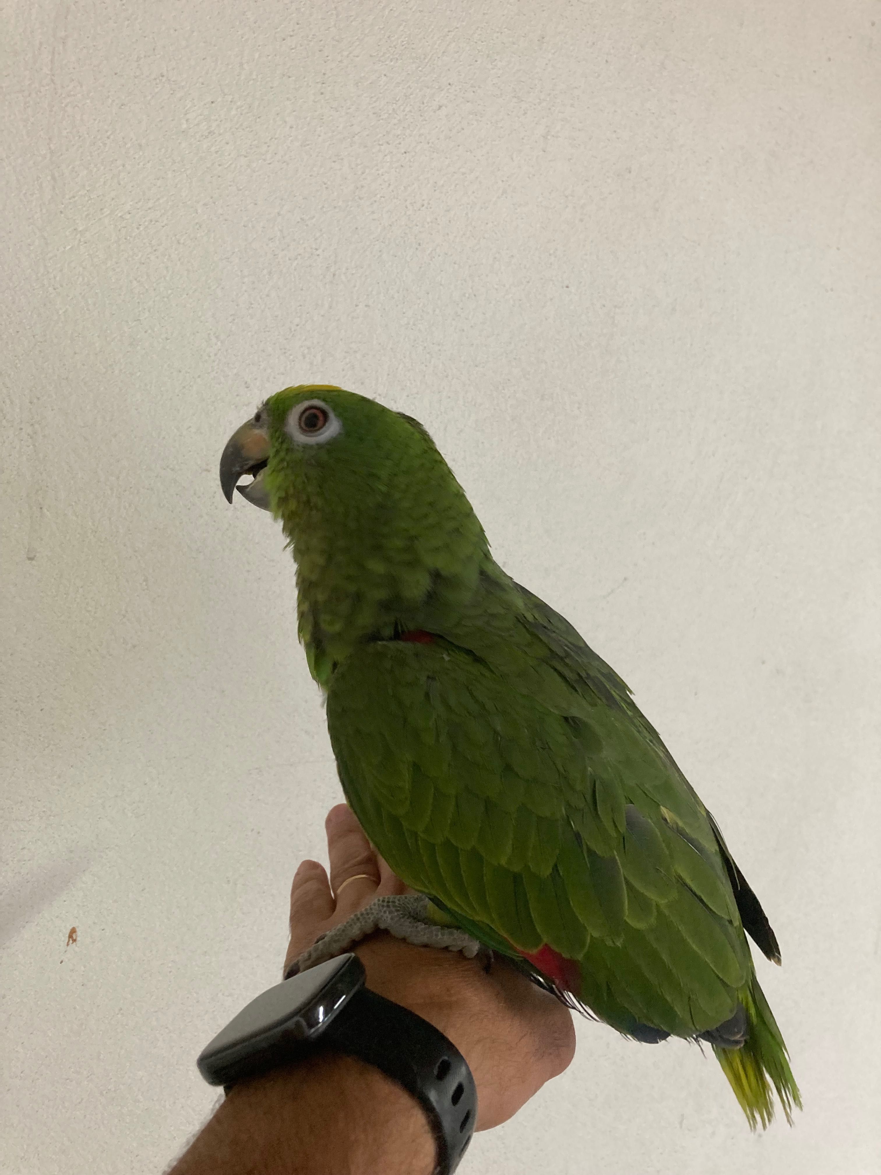 Amazonas ochrocephalo