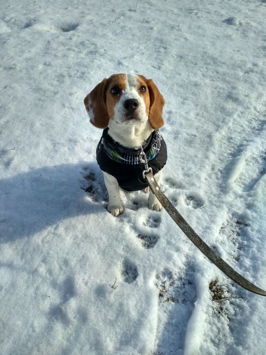 Предлагаю к вязке кобеля бигля