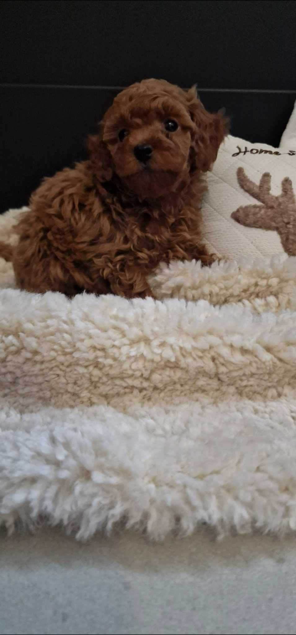 Pudel Toy red brown malutki chłopczyk