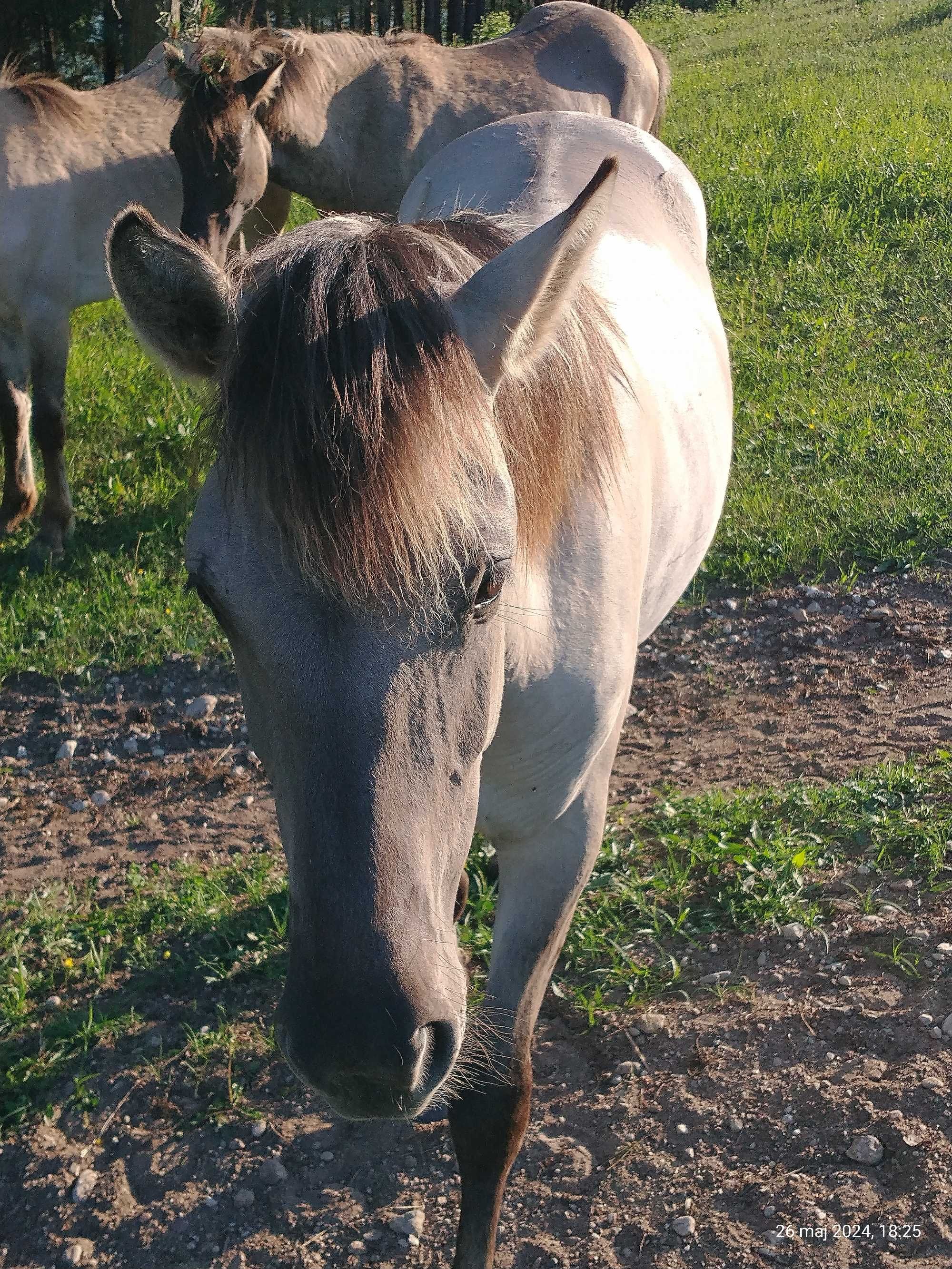 Konik polski / konik polski ogier / koniki polskie ogier