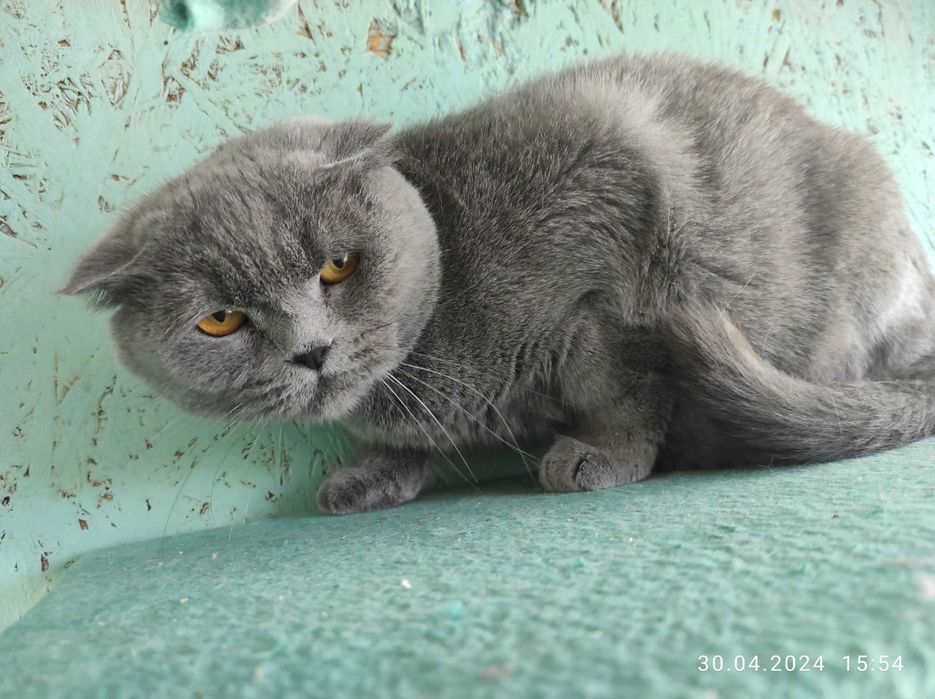 Отдам шотландскую вислоухую кошку.