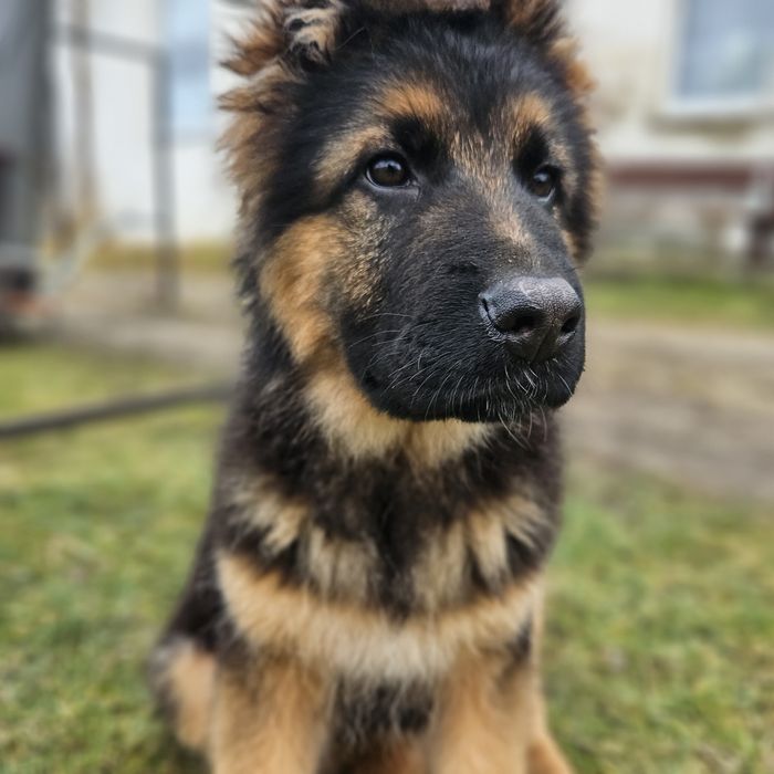 Szczeniak Owczarek Niemiecki