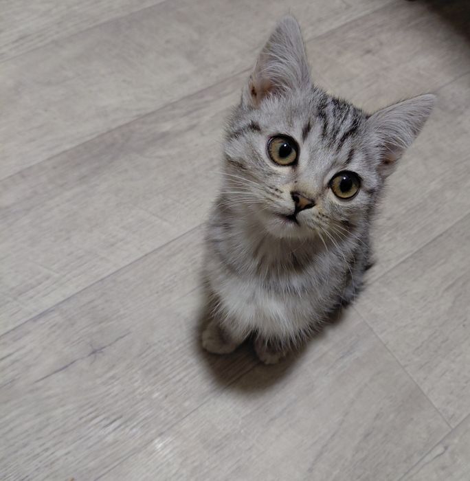 Віддаю кошеня в хороші руки.