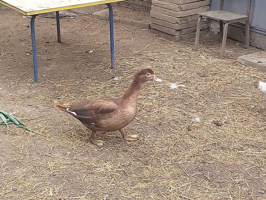 Kaczki piżmowe czekoladowe