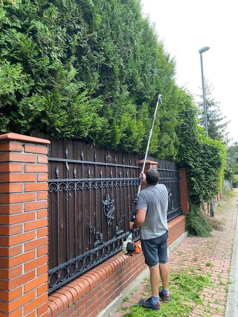 Przycinanie tui, żywopłotów, nasadzanie tui, wywóz masy zielonej