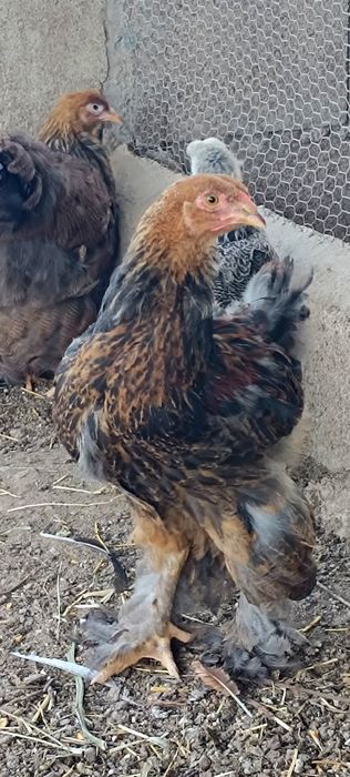 Galo Brahma Perdiz c/ 4 meses