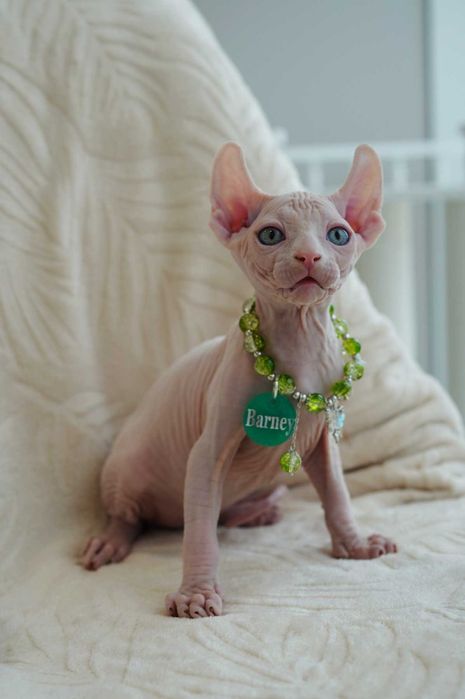 Барні хлопчик породи Ельф