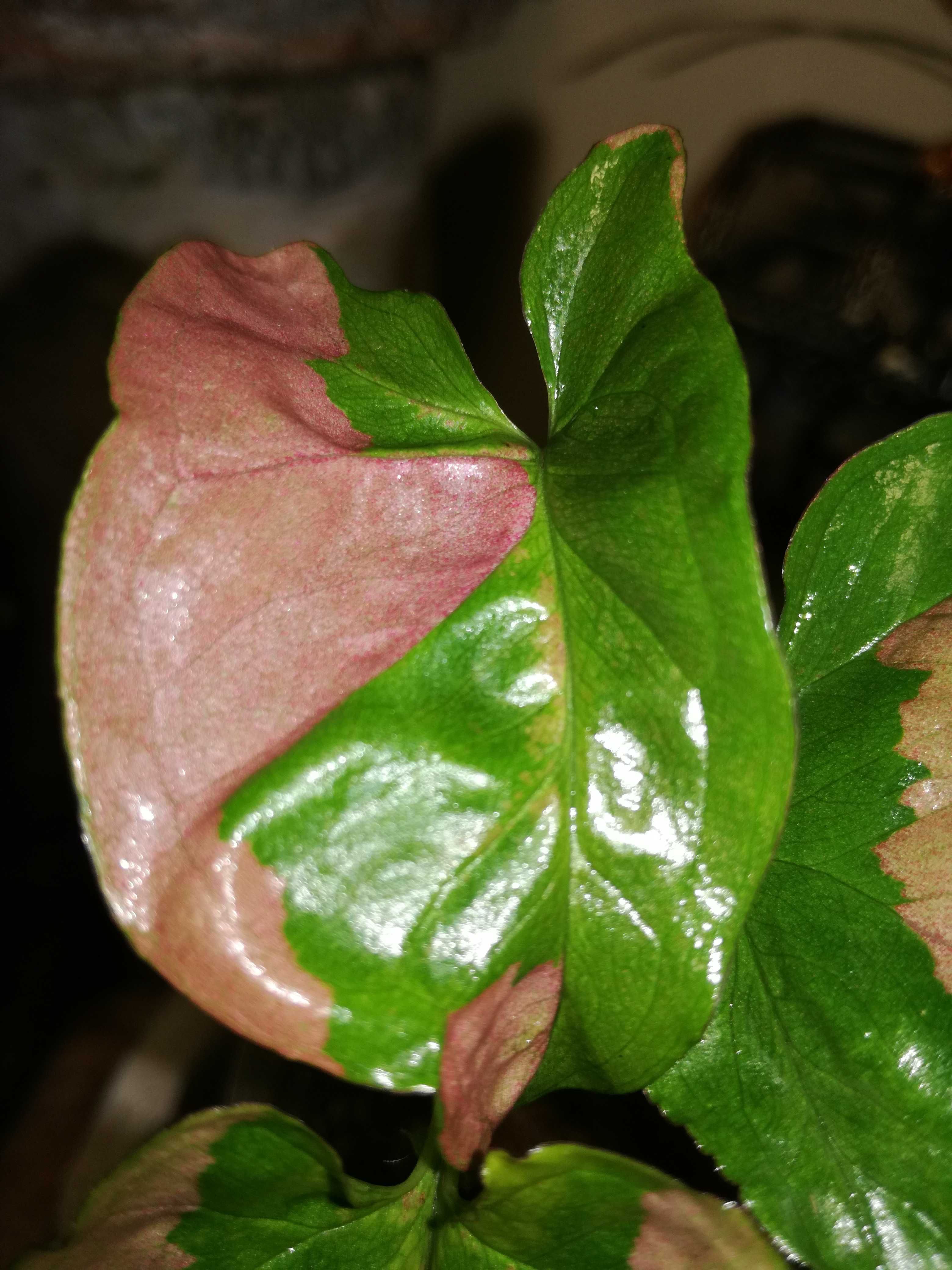 Syngonium Pink Lava roślina różowa monstera philodendron filodendron