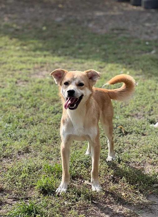 Sękacz - nieśmiały, ale bardzo uczuciowy kawaler szuka domu - 0154/24