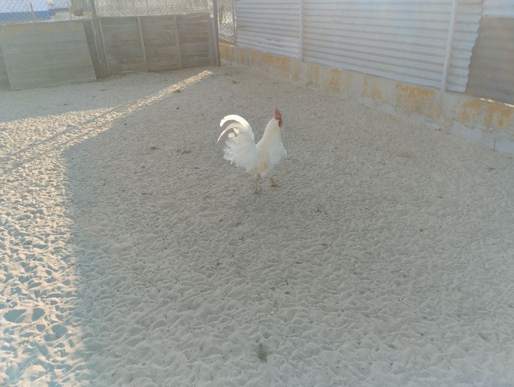 Galos leghorn e pedrês