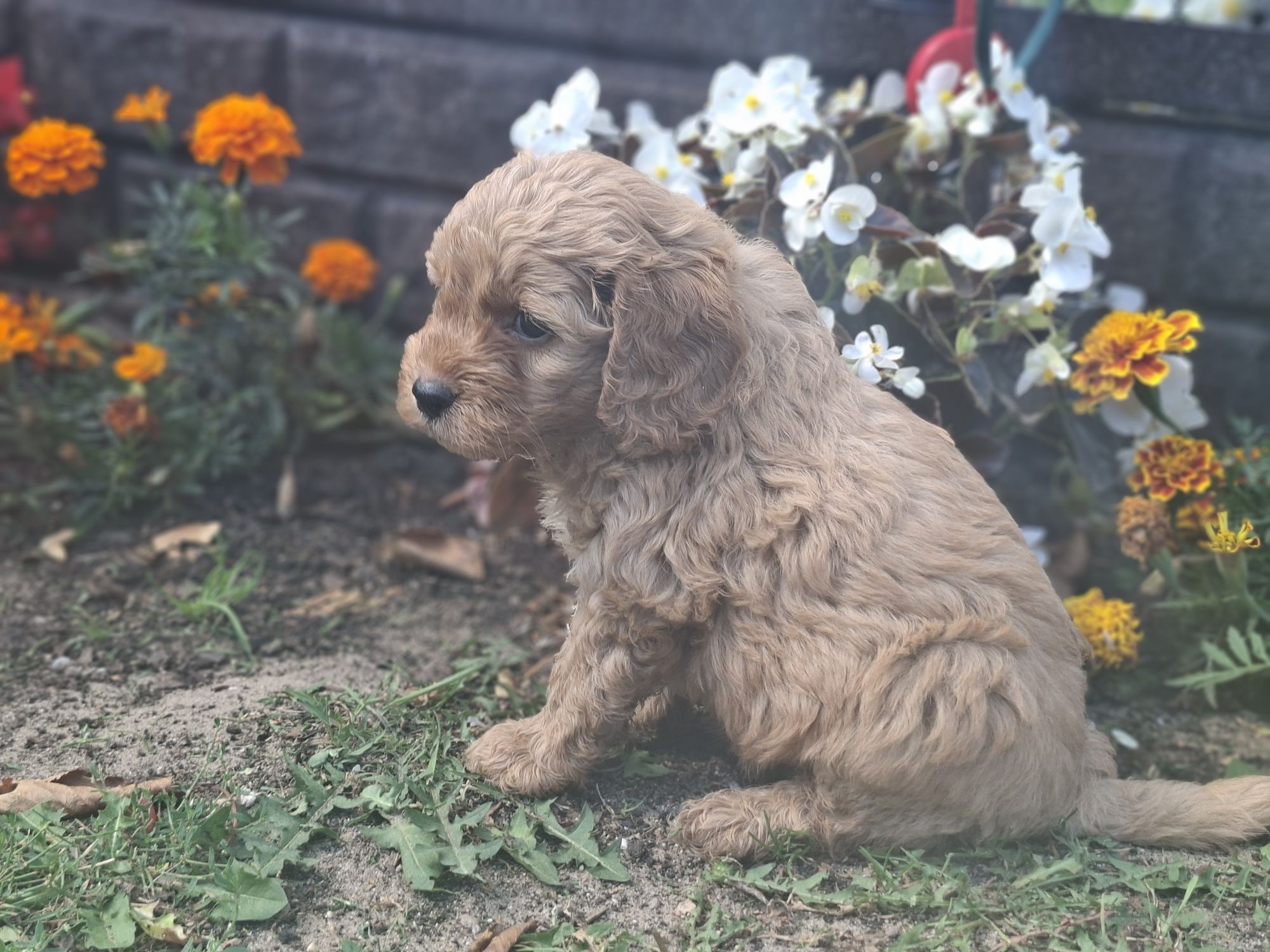 Piesek  cavapoo  z metryką
